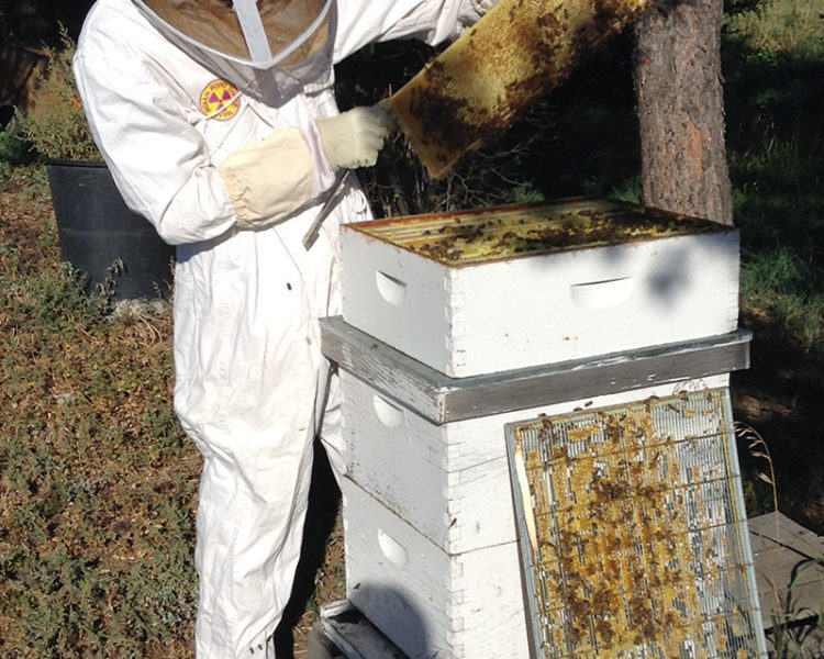 A New Home for 50,000 Honeybees