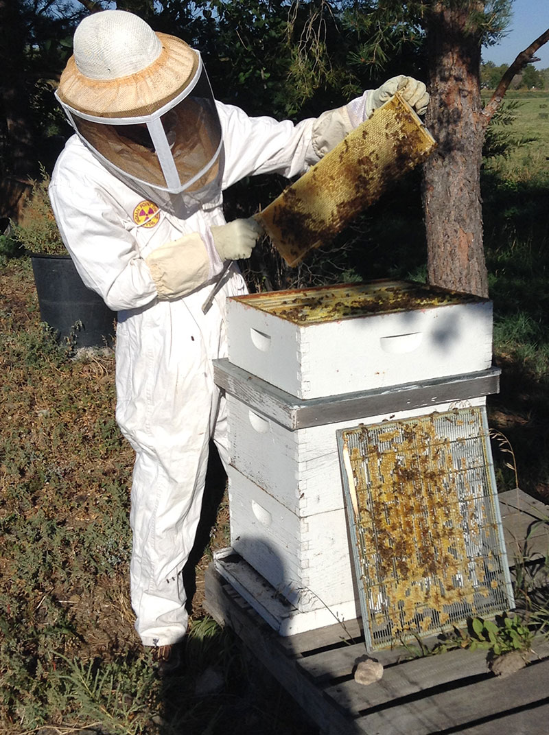 A New Home for 50,000 Honeybees