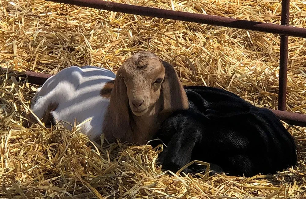 Spring is Happening at Harvest Farm