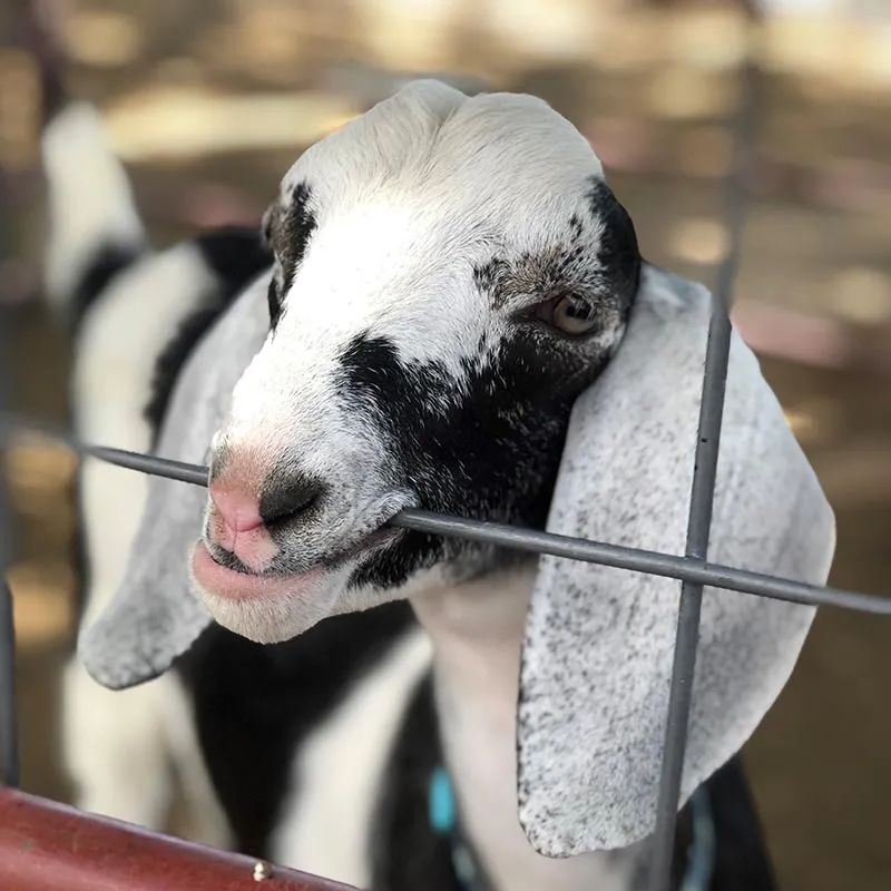 The Latest from Harvest Farm