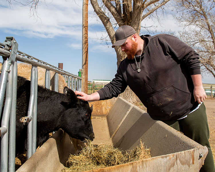 Dan and a cow from Harvest Farm